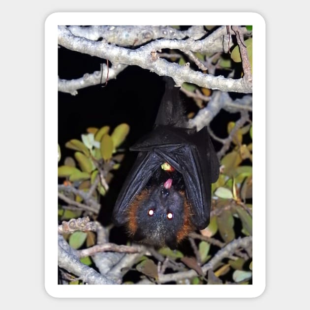 Grey-headed flying fox Sticker by kirstybush